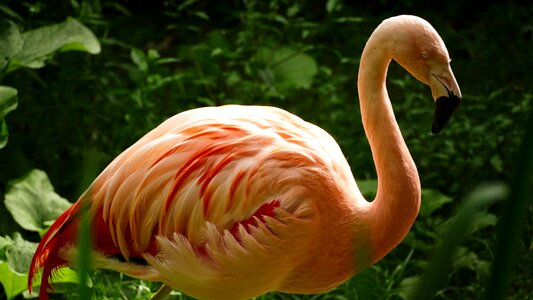 Zoo flamingo water bird