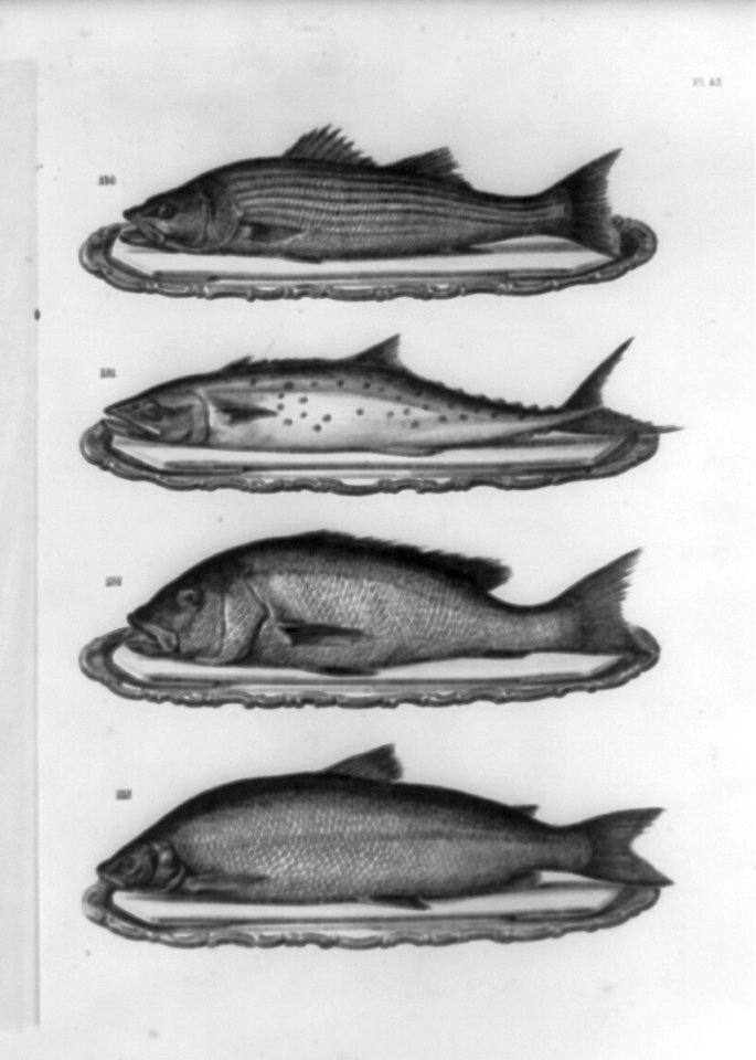 Four different types of fish on plates LCCN2002715939