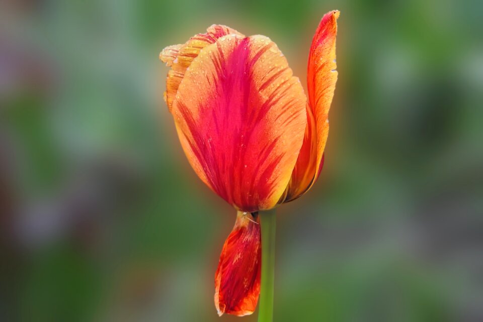 Drop of water nature flower