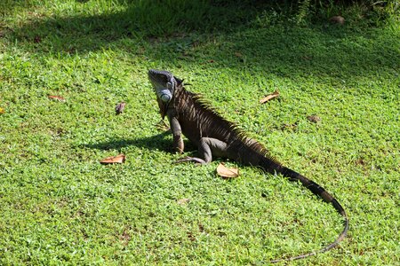 Central america dragon scale photo