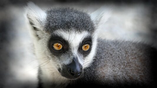 Zoo monkey ring tailed lemur