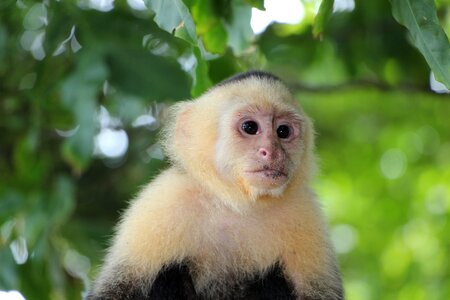 Capuchins costa rica antonio manuel