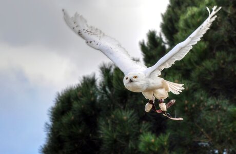 Animal owl fly photo