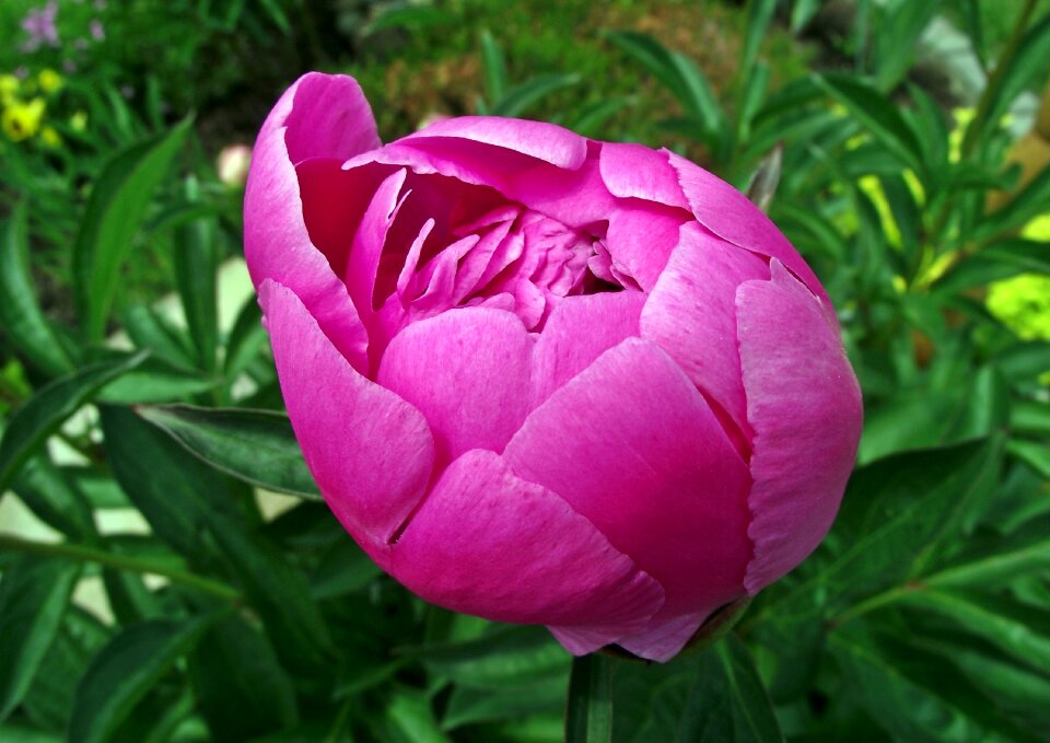 Leaf garden flower