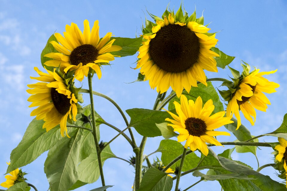 Flora yellow summer