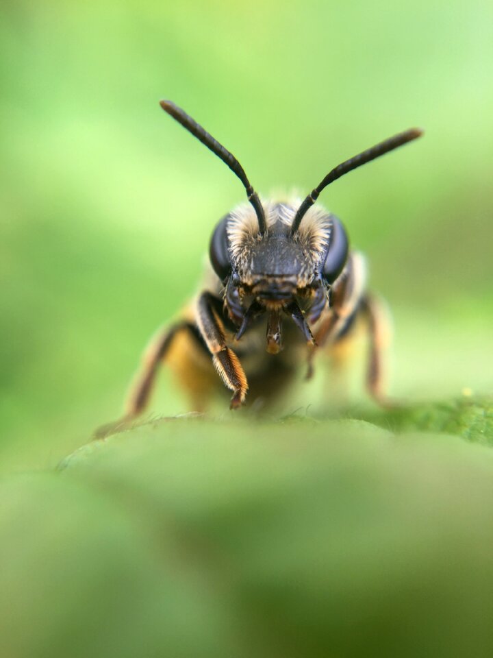 Nature insect animal