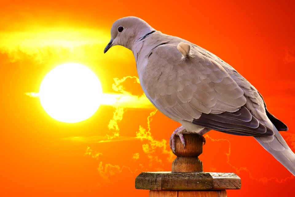 Dove nature animal