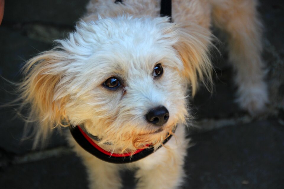 White animal portrait cute