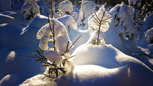 Forest snow winter
