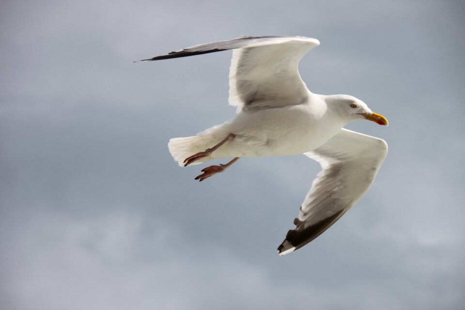 Seagull flight nature