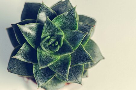 Isolated decoration green