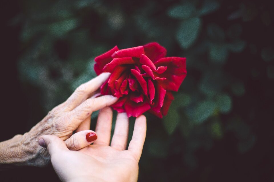 Bloom garden plant