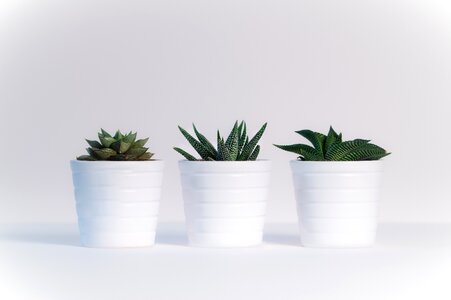 Nature green plant