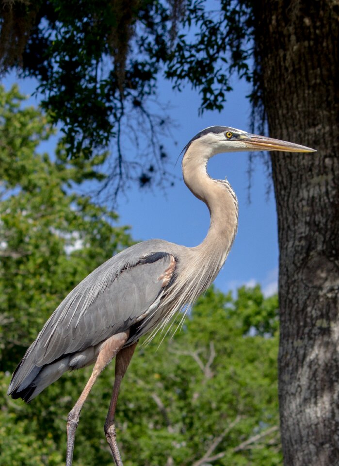 Bird wildlife animal
