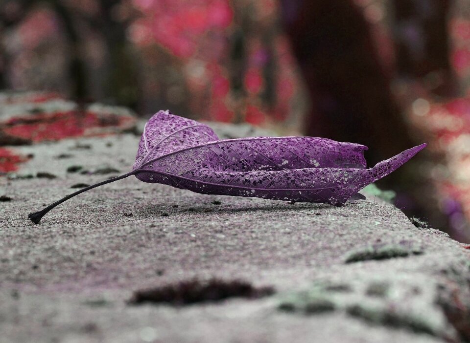 Flower winter autumn