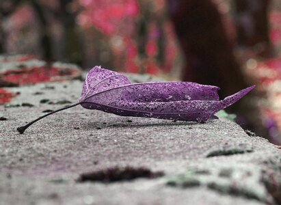 Flower winter autumn