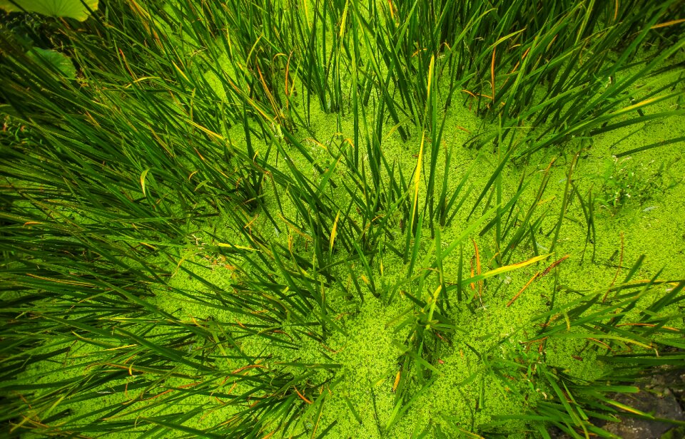 Sand nature green sand