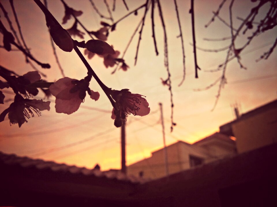 Branches nature tree