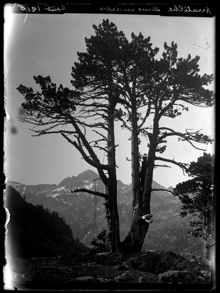 FRAC31555 67Fi1 - Pyrénées. Arratille