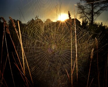 Intricacy cobweb nature