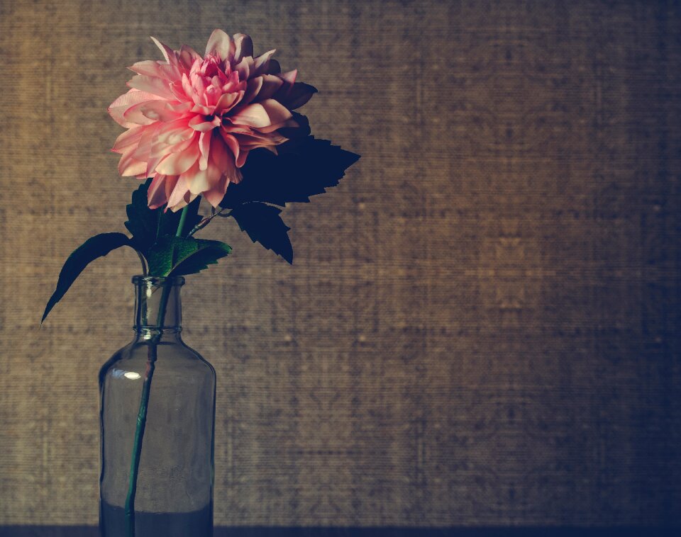 Decor flowers still life