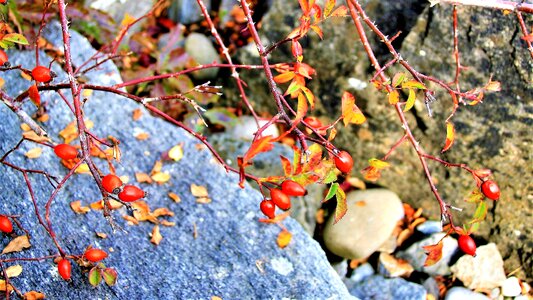 Wild the fruit of the rose red