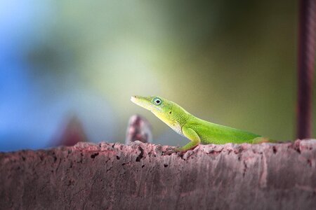 Outdoors reptile side view