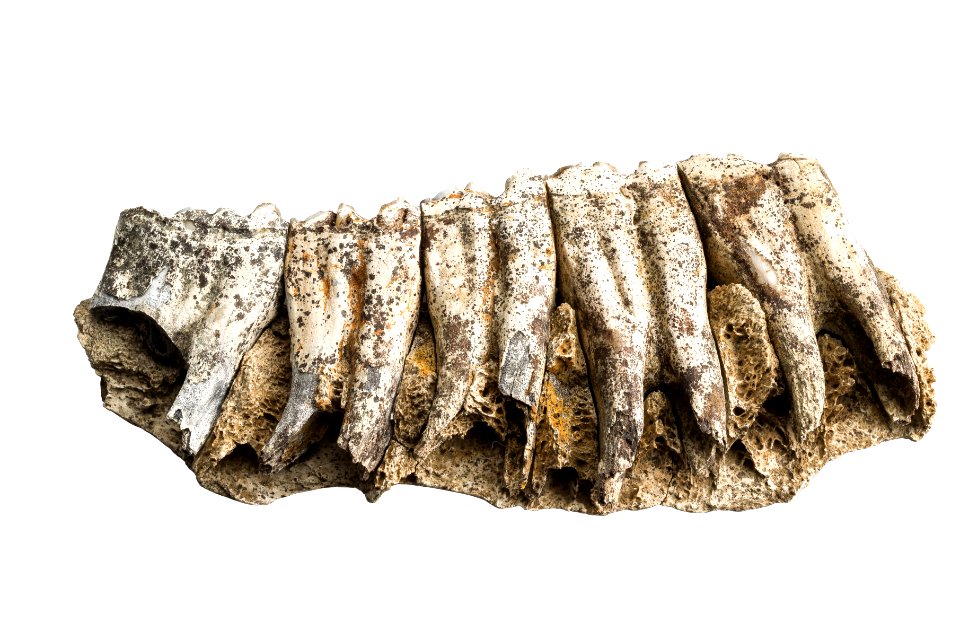Fragment van een onderkaak van een paard (Equus caballus) in been, 54 000 tot 45 000 BP, vindplaats- Veldwezelt, Hezerwater, ML-stratum, collectie Gallo-Romeins Museum Tongeren, HW23.1Equus