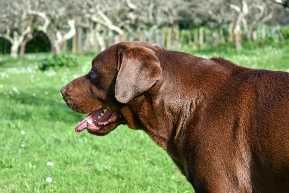Nice canis lupus familiaris pet