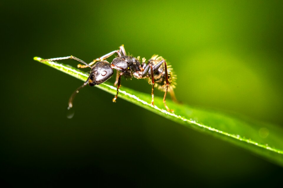 Animal little invertebrate
