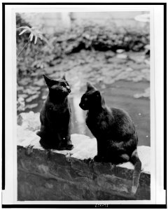 Frances Benjamin Johnston's cats, Herman and Vermin, seated on brick railing of New Orleans house, Louisiana LCCN98506449