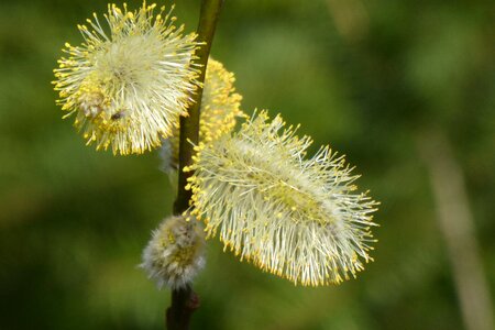 Flower growth willow catkin