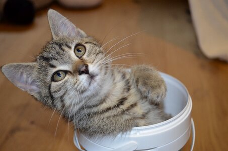 Bucket tiger baby
