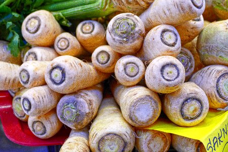 Pastinaca sativa parsnip meadow parsnip photo