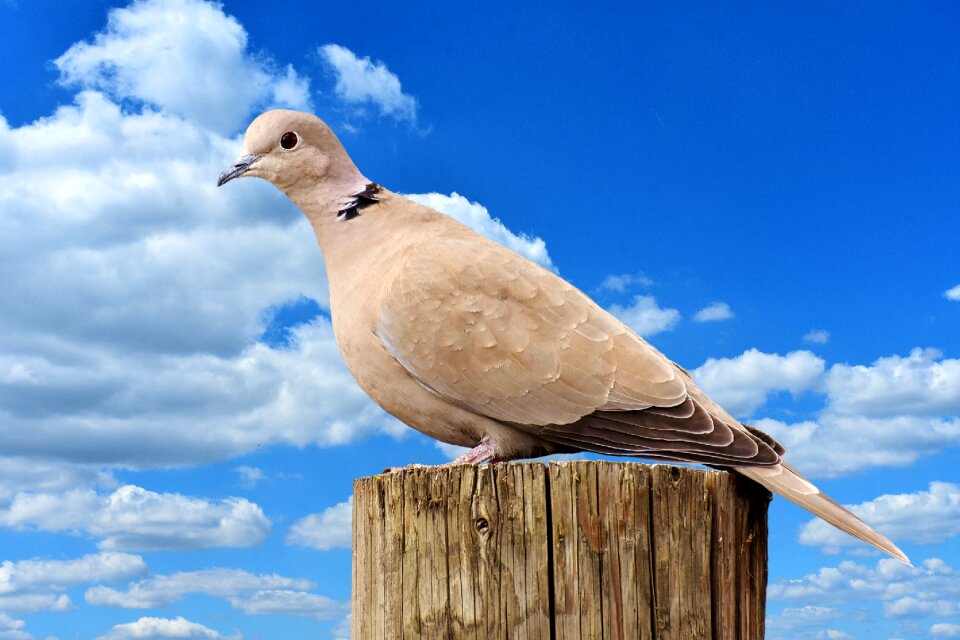 Dove nature animal