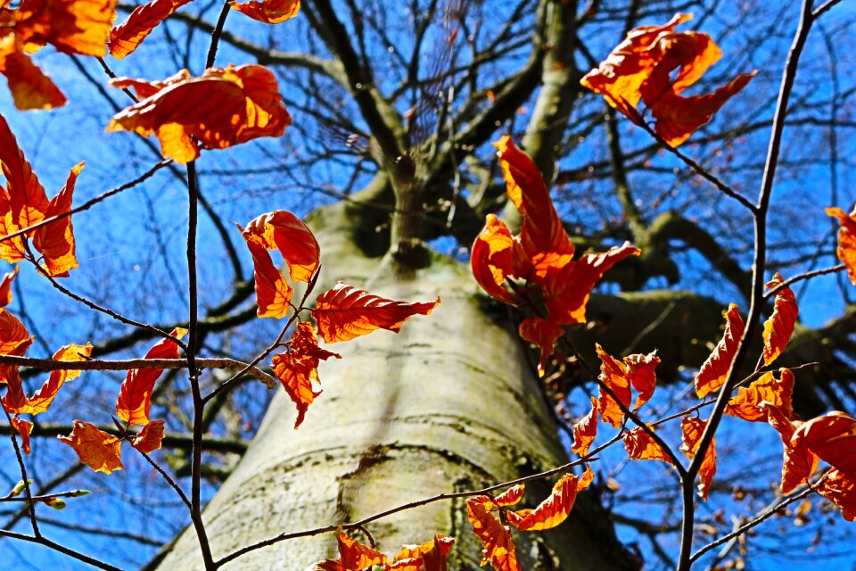 Autumn season branch