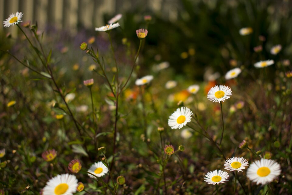 Summer field wildflower