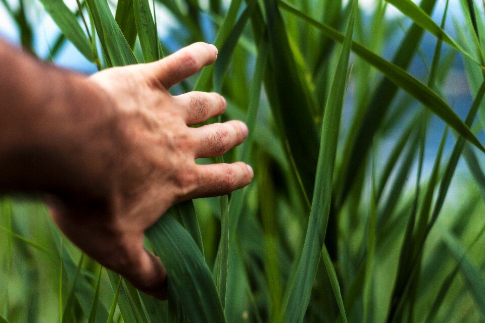 Farm field agriculture