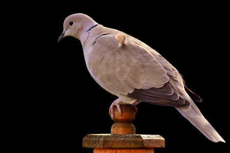 Dove nature animal