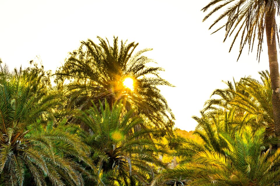 Nature sky sunlight
