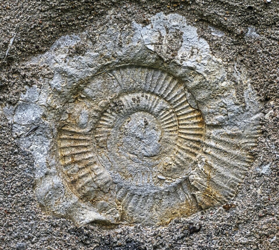 Prehistoric times petrified snail