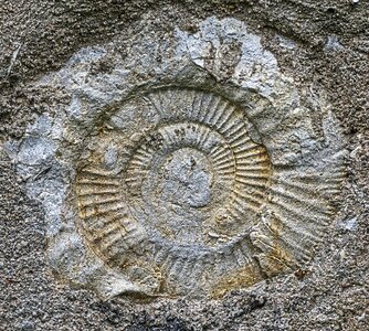 Prehistoric times petrified snail photo