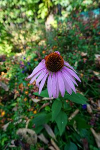 Flowers autumn desolation