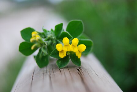 Yellow flowers macro small