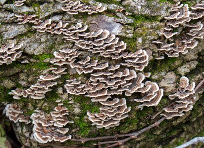 Moss wood nature