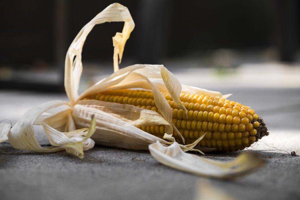 Nutrition feed corn kernels