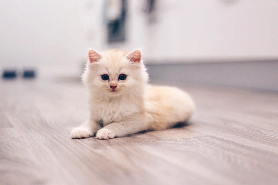 Animal kitty feline