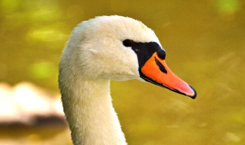 Water bird bill animal