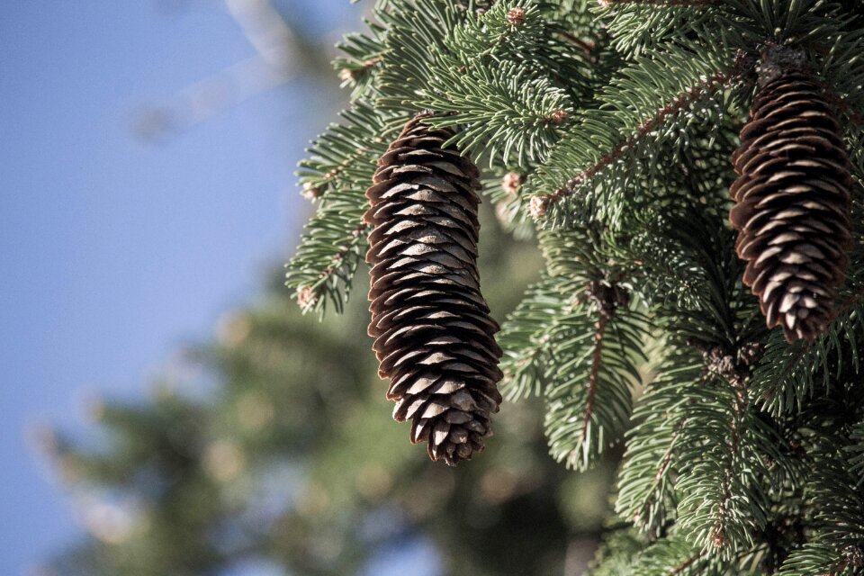 Needle nature conifer