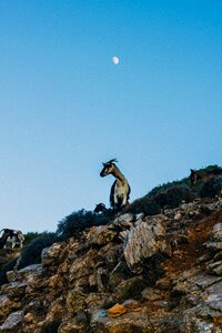 Goat animal blue